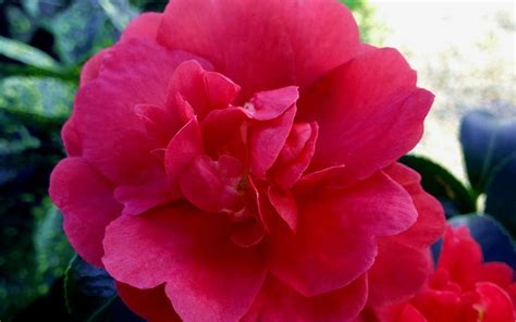 A Symphony of Colors: Embracing Fall with Rose Camellias